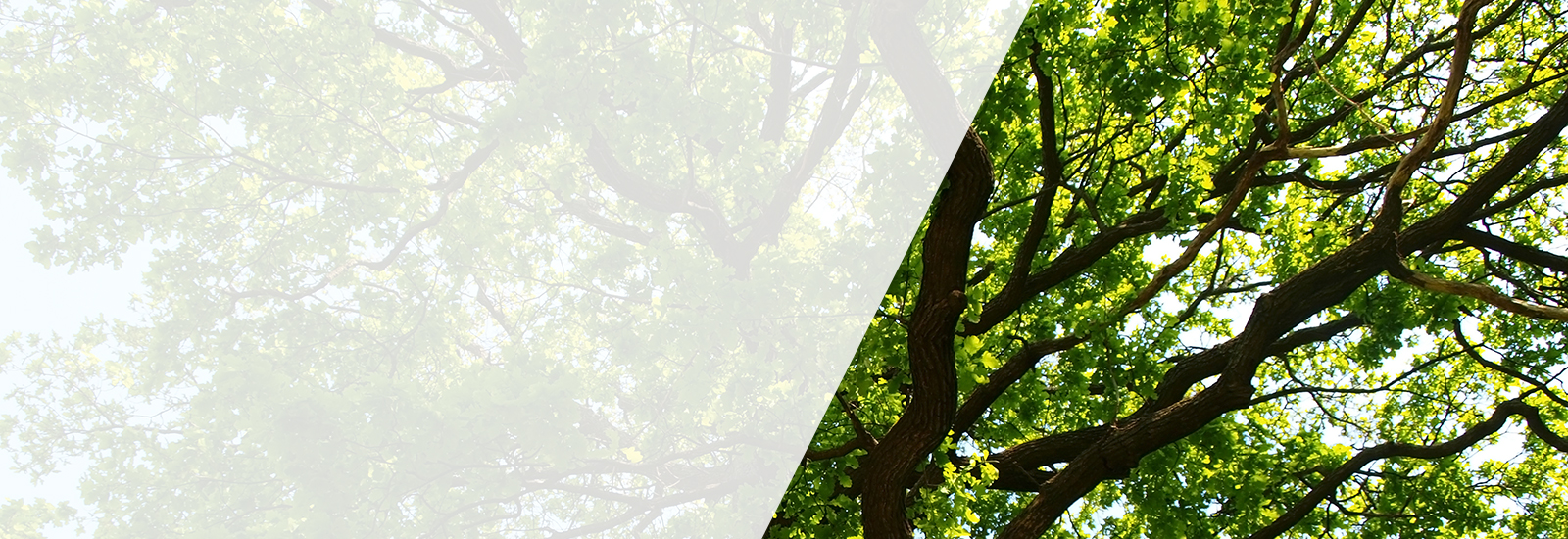 Tree canopy banner image